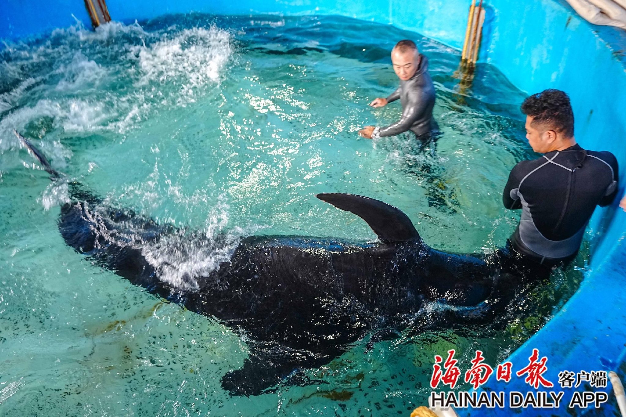 145天接力救治 三亚搁浅鲸鱼"海棠"伤愈放归大海