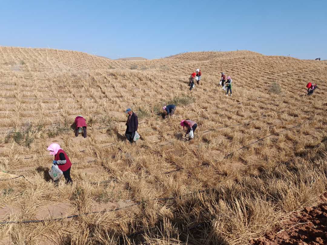 杨开新摄今年以来,宁夏以防沙治沙为主攻方向,聚力打好黄河"几字弯"