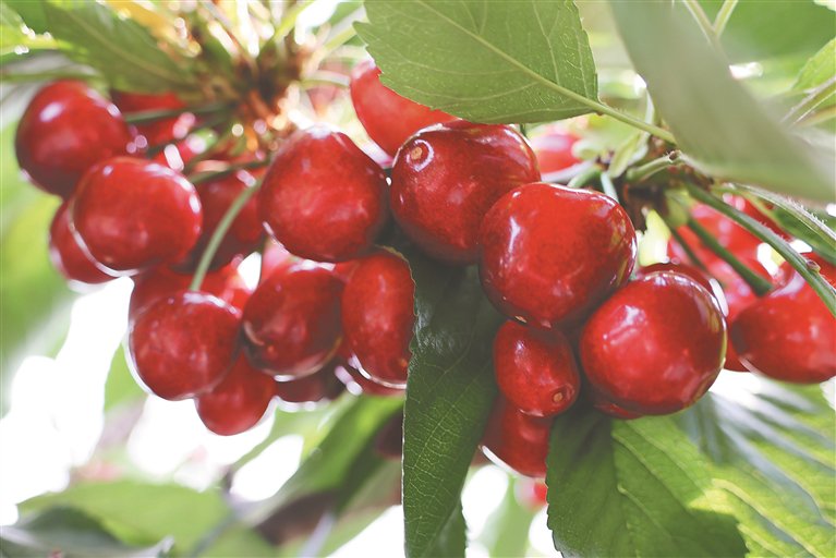 饱满圆润的大红樱桃.李士会摄