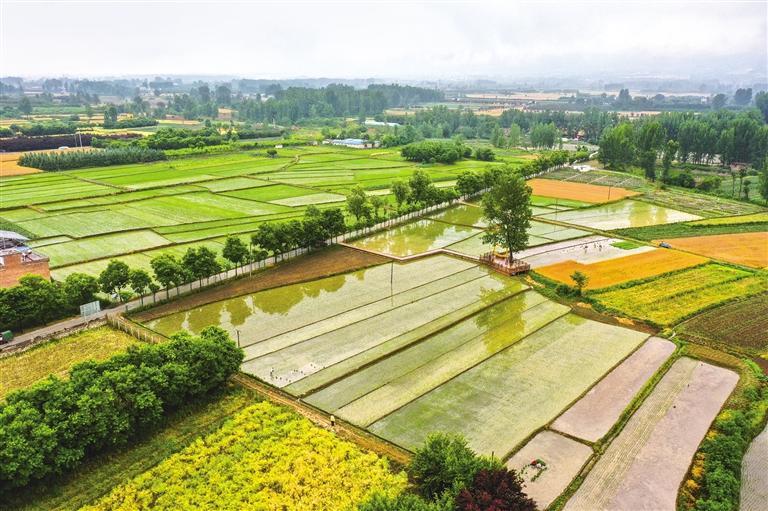 记者 袁景智摄5月26日,在泾阳县兴隆镇,口镇一带,麦农趁着晴好