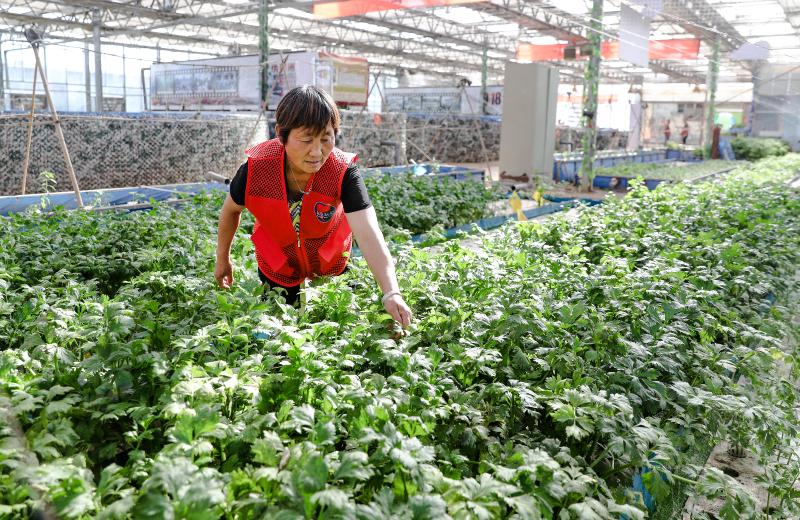 【加快发展新质生产力】鱼菜共生:种养"跨界" "牵手"绘丰景——景县