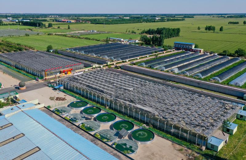 【加快发展新质生产力】鱼菜共生:种养"跨界" "牵手"绘丰景——景县