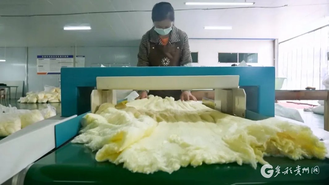 【融媒体中心新闻播报】遵义凤冈:"抽丝剥茧"编织致富路