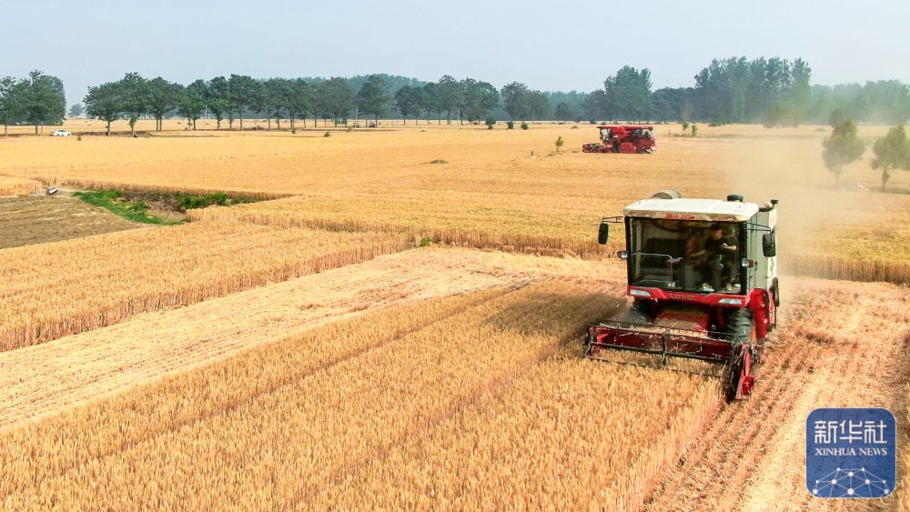 新华全媒 丨大面积机收开始 "中原粮仓"进入麦收时刻