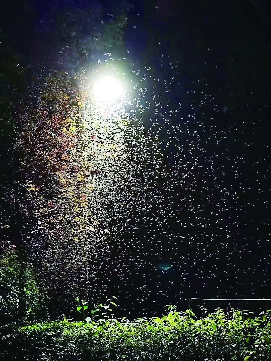 最近被 "涨水蛾"围攻了?