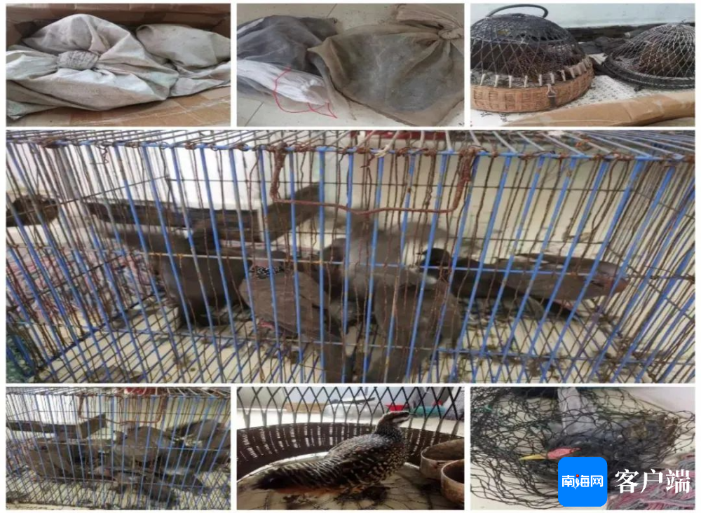 猎捕国家一级保护动物 万宁森林公安破获一起非法狩猎案