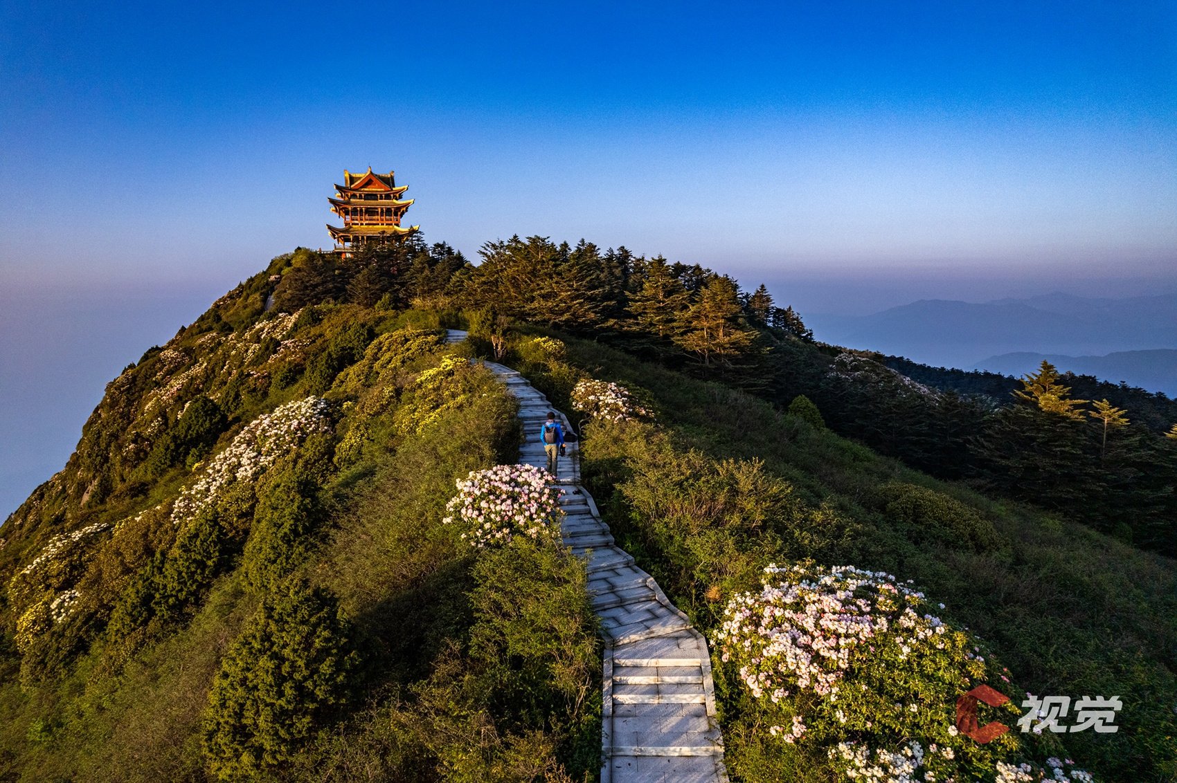万佛顶上的杜鹃花花开似海.