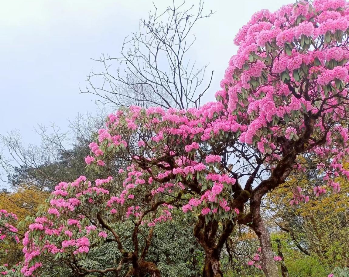 以文兴旅 峨眉山杜鹃花ip形象亮相