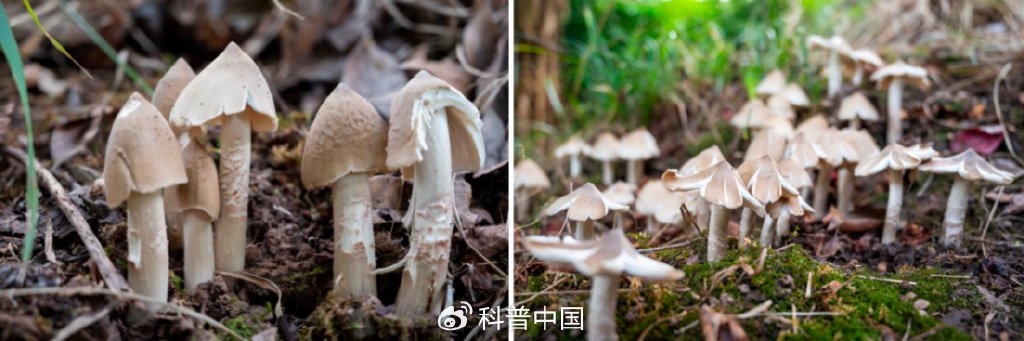 你听说过"生肖蘑菇"吗?点击了解食用菌的中国故事