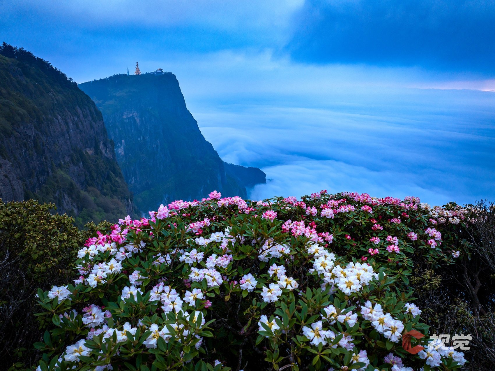 "桫椤原是佛前花,开遍峨山烂若霞",5月下旬,峨眉山漫山遍野的高山杜鹃