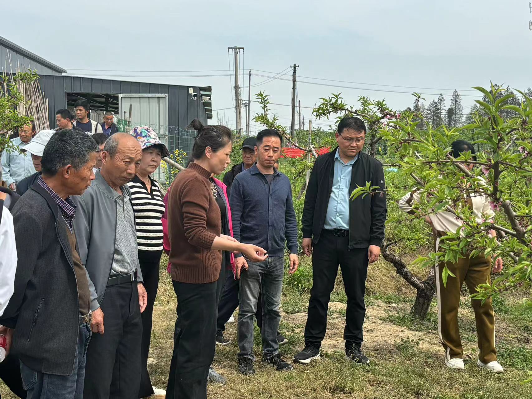 黟县碧阳镇:以"桃"为笔 绘就满园春色