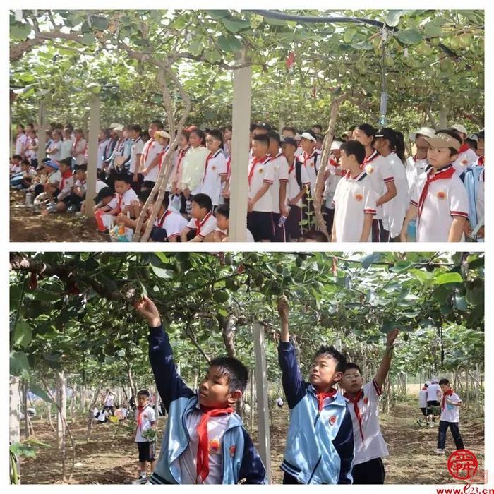 清晨的阳光洒在桥子村的猕猴桃种植基地上,翠绿的叶片间,藏着一个个待