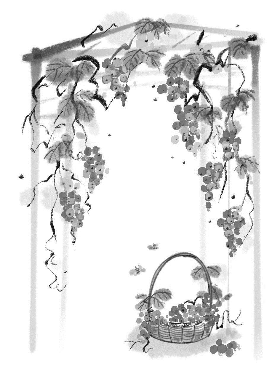 本版插画 呱咕□ 秦延安葡萄种在山坡的梯田上.