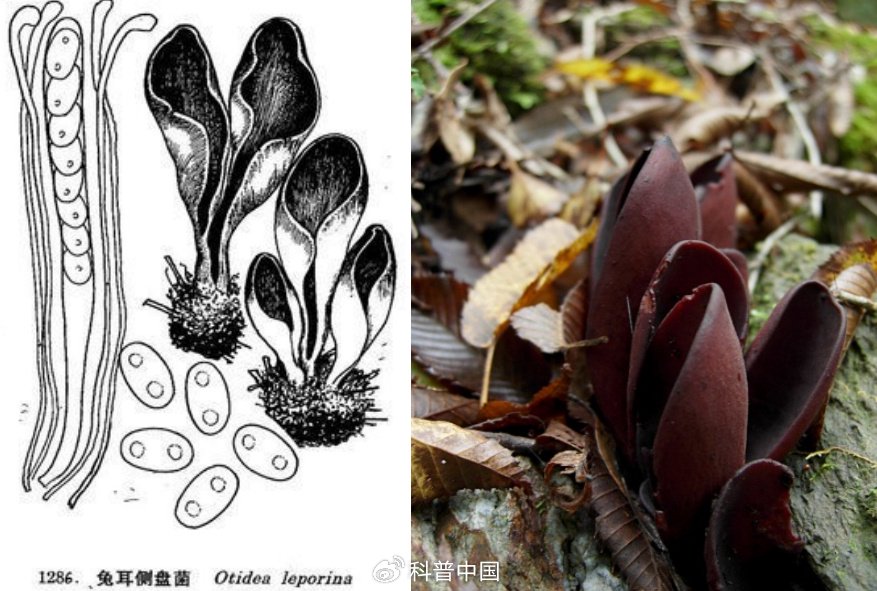 点击了解食用菌的中国故事