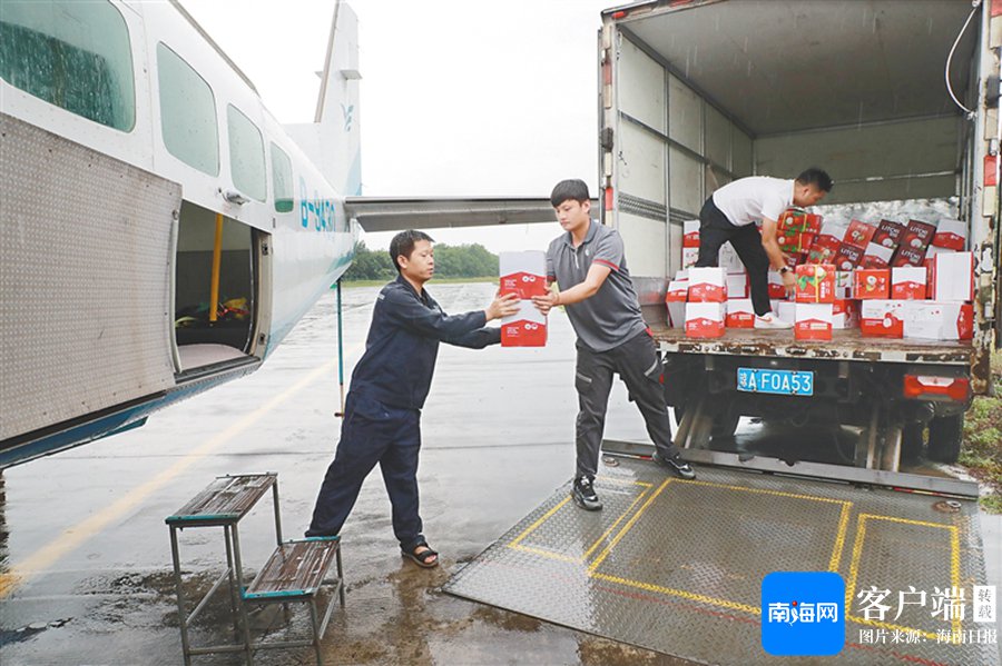 近日，在儋州西庆通用航空机场，工作人员将1.3吨荔枝装上由儋州飞往珠海的飞机。 通讯员 黎有科 摄