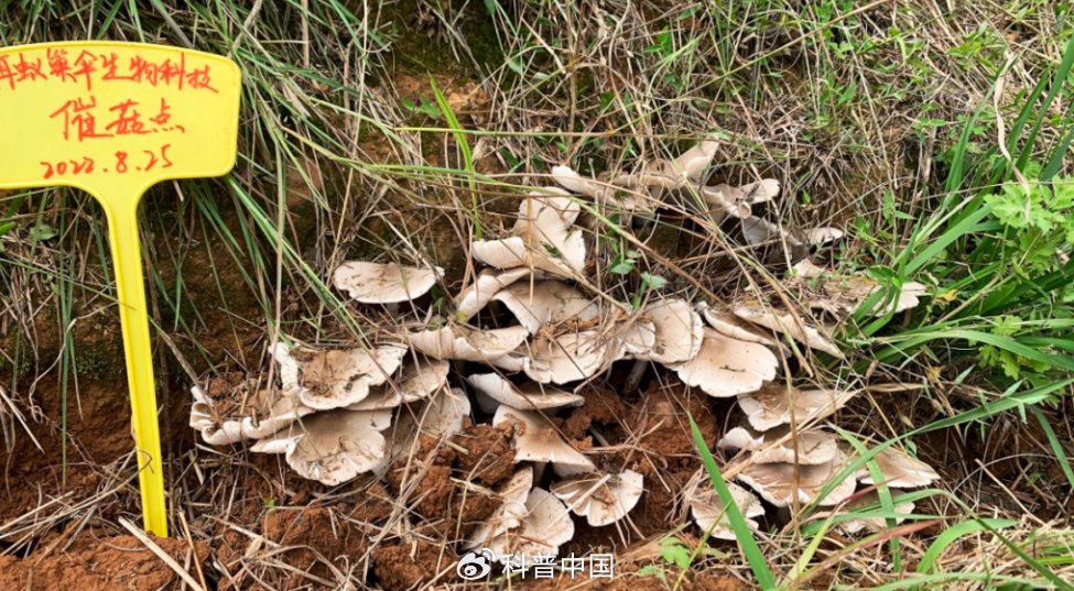 白蚁与鸡枞菌共生巢 (图片来源:南华县人民政府官网)由于鸡枞与白蚁间