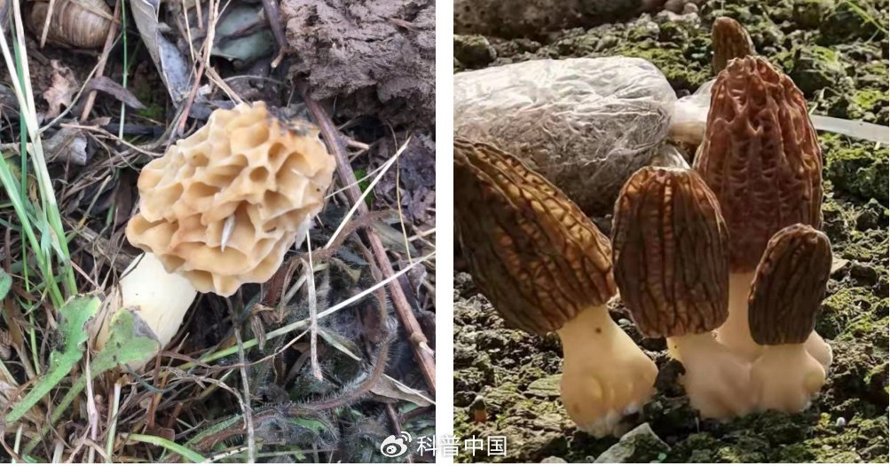 点击了解食用菌的中国故事