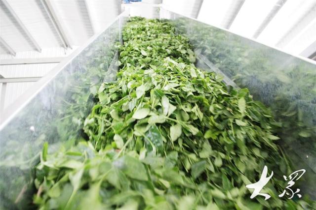 诸城制出"新特产",一"抹"茶香出山来