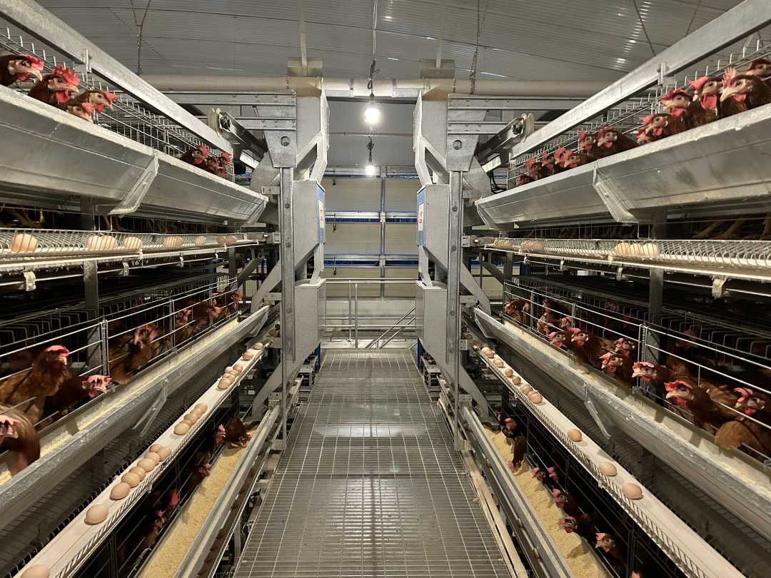 河南季旦鲜农业发展有限公司现代化养鸡场.李梦茹&nbsp; 摄