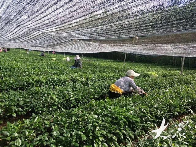 诸城制出"新特产",一"抹"茶香出山来