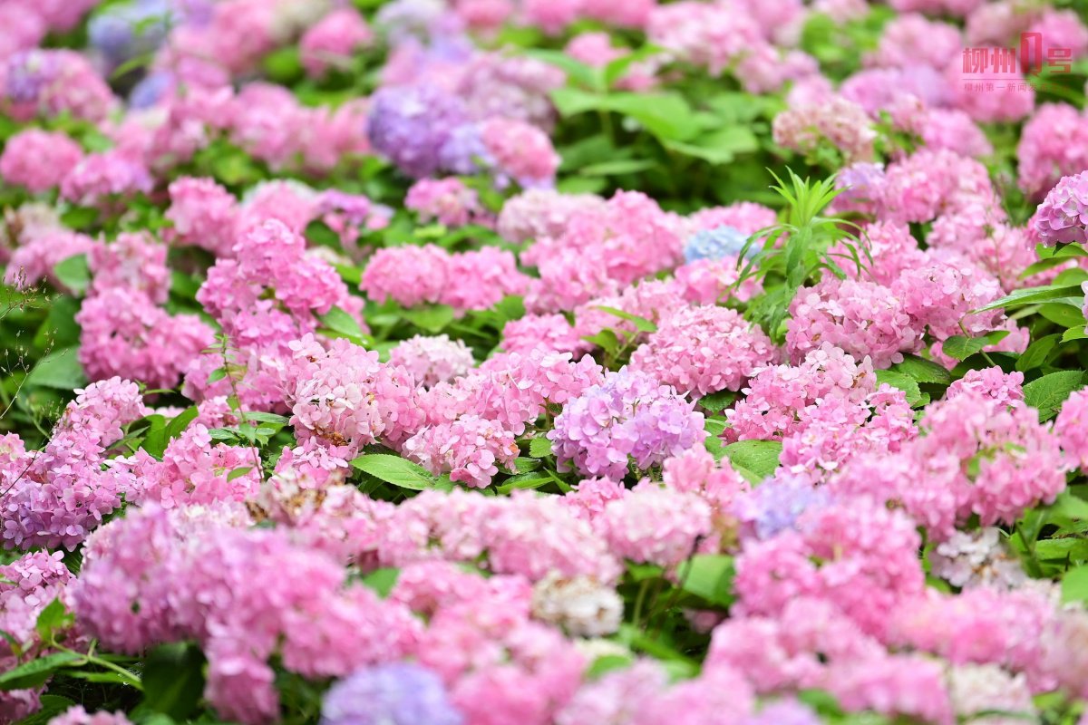 粉色成簇的绣球花.