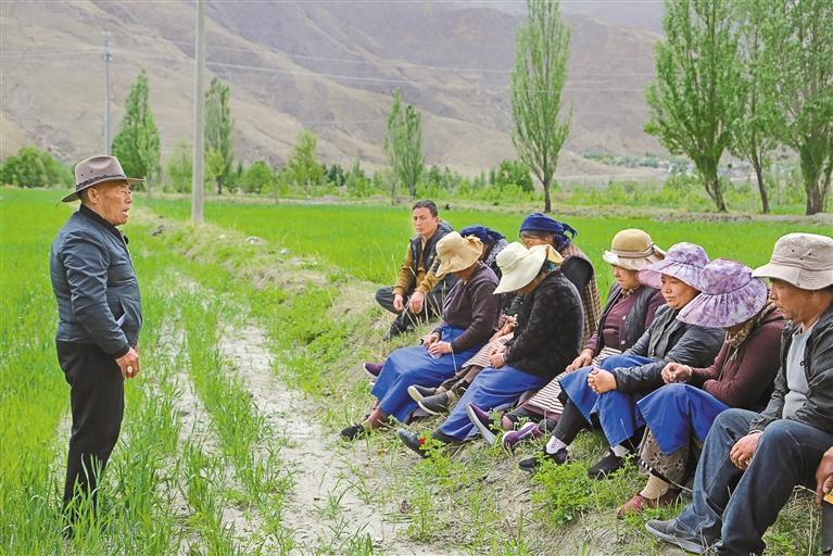 本报记者 白玛泽旺 本报通讯员 伦珠泽仁 摄左图:拉萨市曲水县