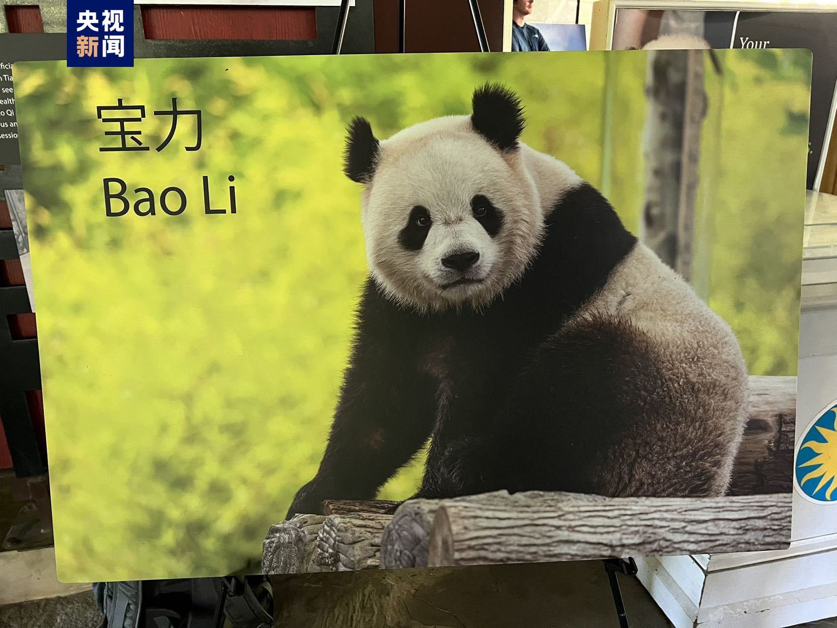根据协议,来自中国大熊猫保护研究中心的一对大熊猫"宝力"(雄性,2021