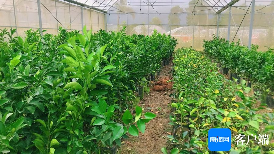 这个果园"农旅融合"打造不一样的绿橙园|海南省_新浪财经_新浪网