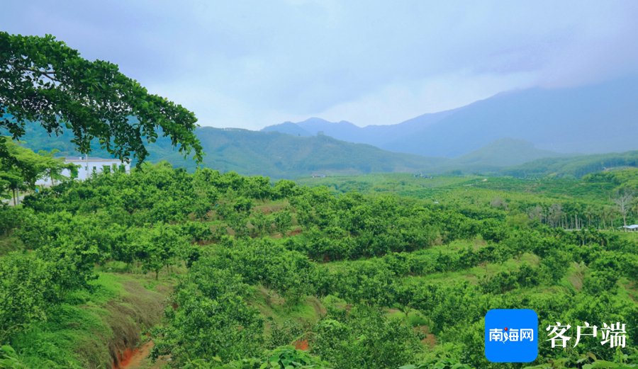 这个果园"农旅融合"打造不一样的绿橙园|海南省_新浪财经_新浪网