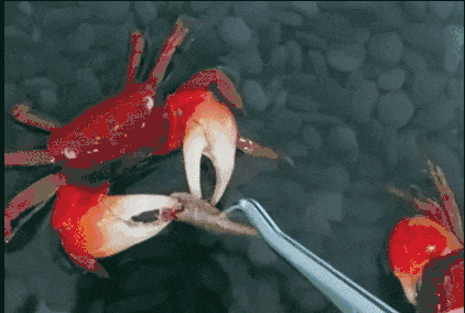 办公室里掀起养宠物螃蟹风