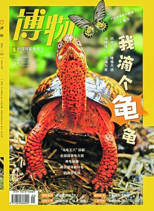 从"神圣"走向 "日常"的龟简史