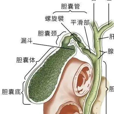 b超报告说有胆结石,为啥 ct检查又说没有呢?让我们"医"探究竟