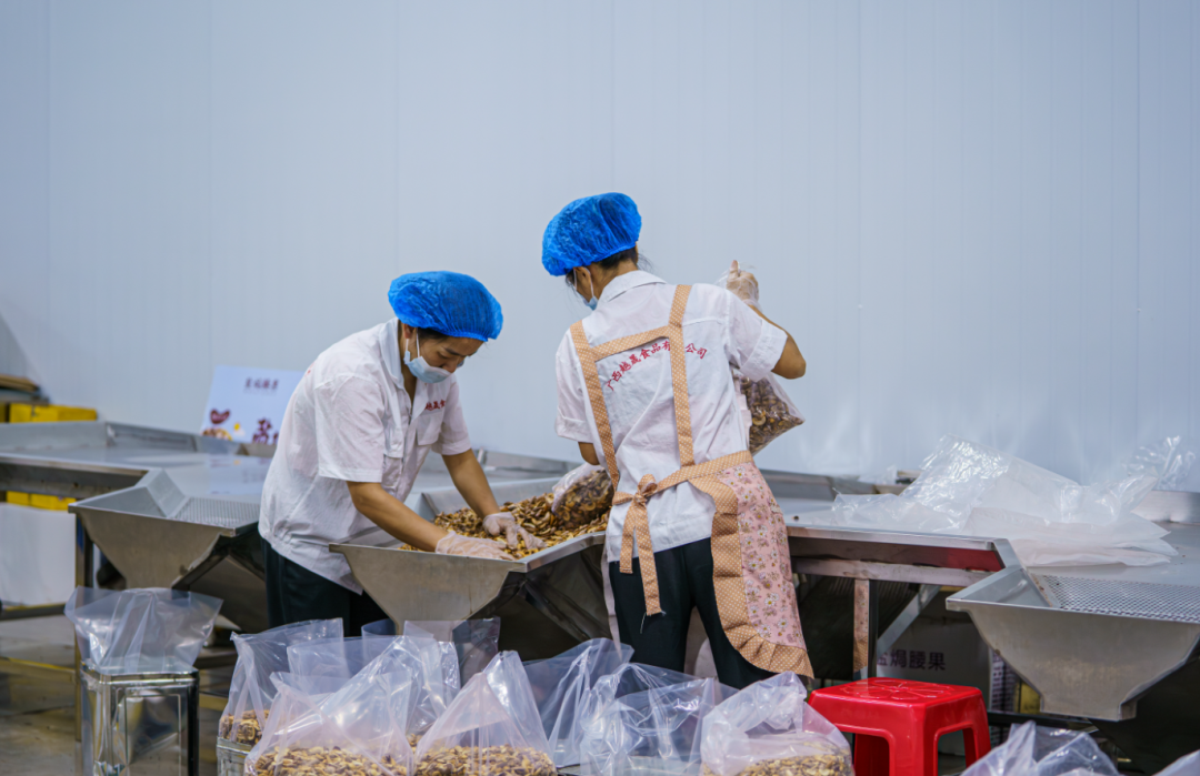 工人对腰果仁进行打包装袋.▲清洗腰果仁▲清洗腰果仁.