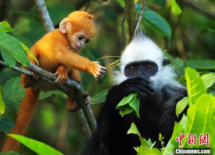 广西智慧"林长"高效守护"石山精灵"白头叶猴