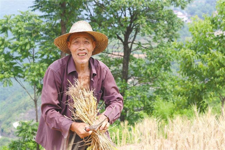 记者 陈宏江摄5月28日,在三原县城关街道八里焦村,收割机在收割小麦.