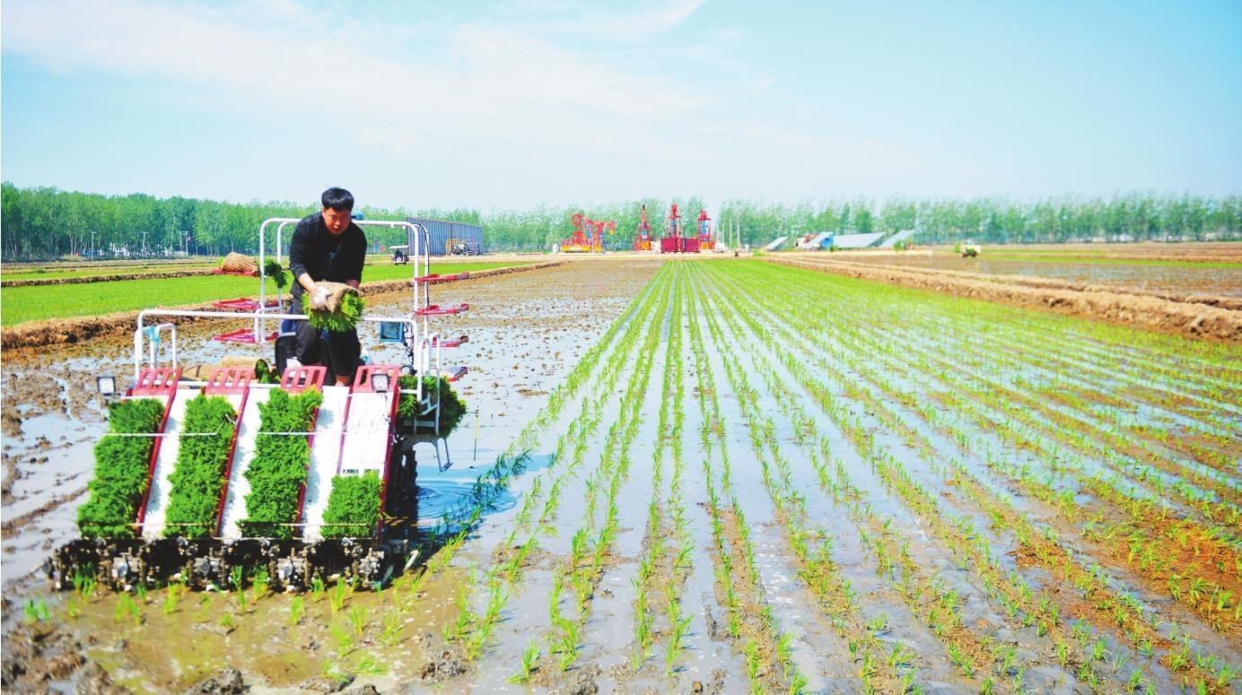 水稻种植户开展大规模机械化水稻插秧作业.