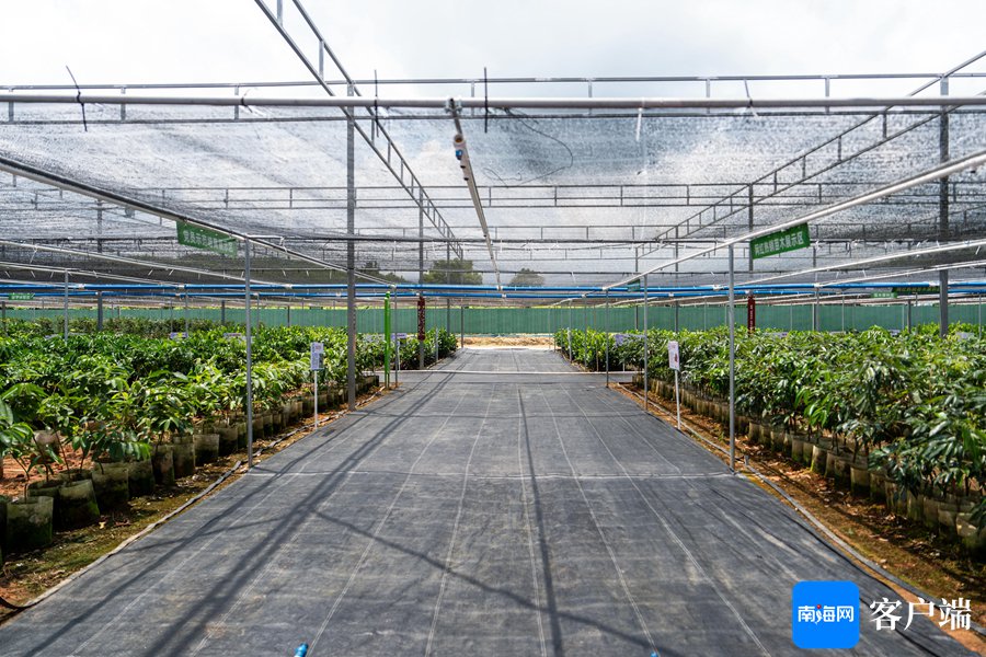 从白沙"海垦大岭"看海南苗木产业 如何将"丰"景变"钱"景