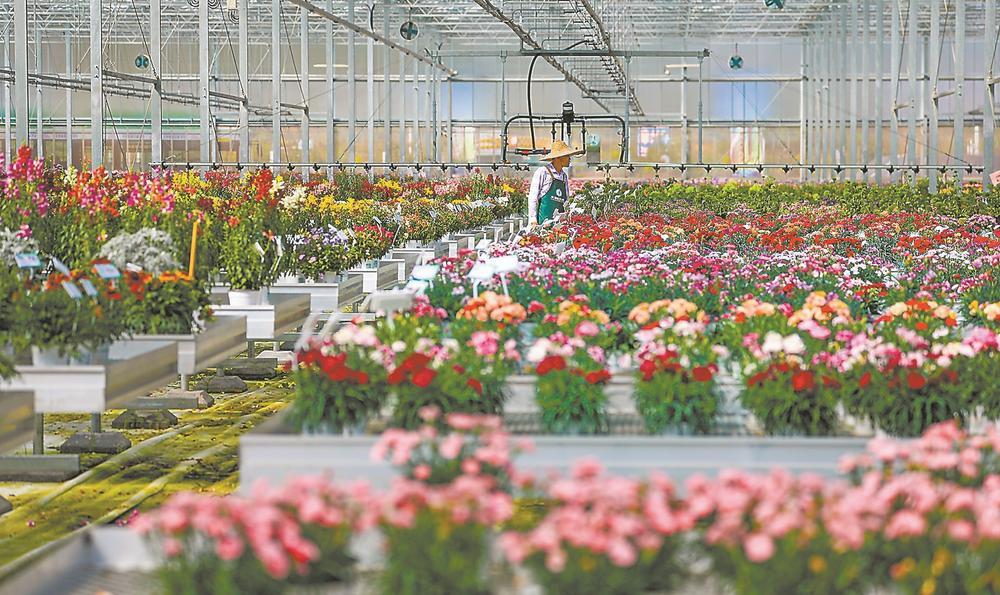 海沧区过坂社区特色花卉基地(资料图片)