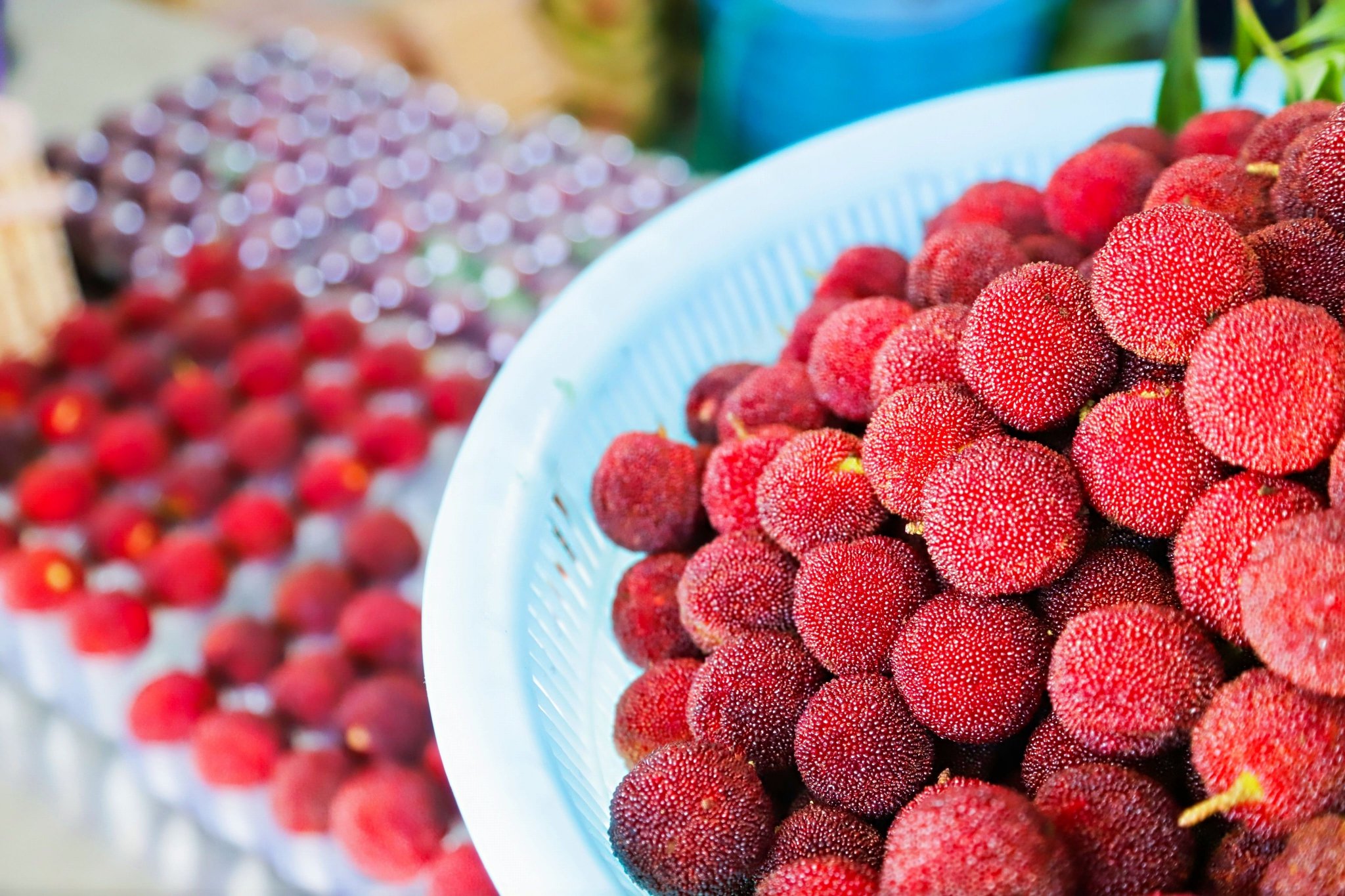 西班牙等地举办杨梅推介会,连续23年举办开摘节,摄影大赛,十大杨梅