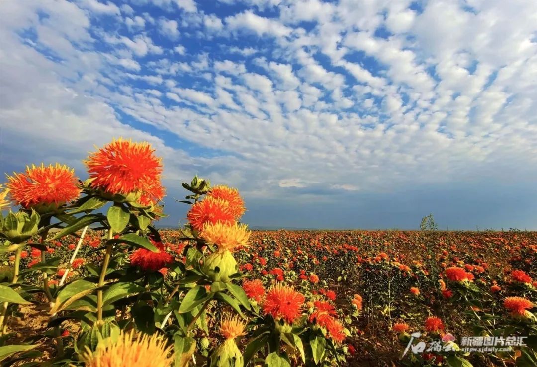裕民县巴尔鲁克山风景区盛开的红花.