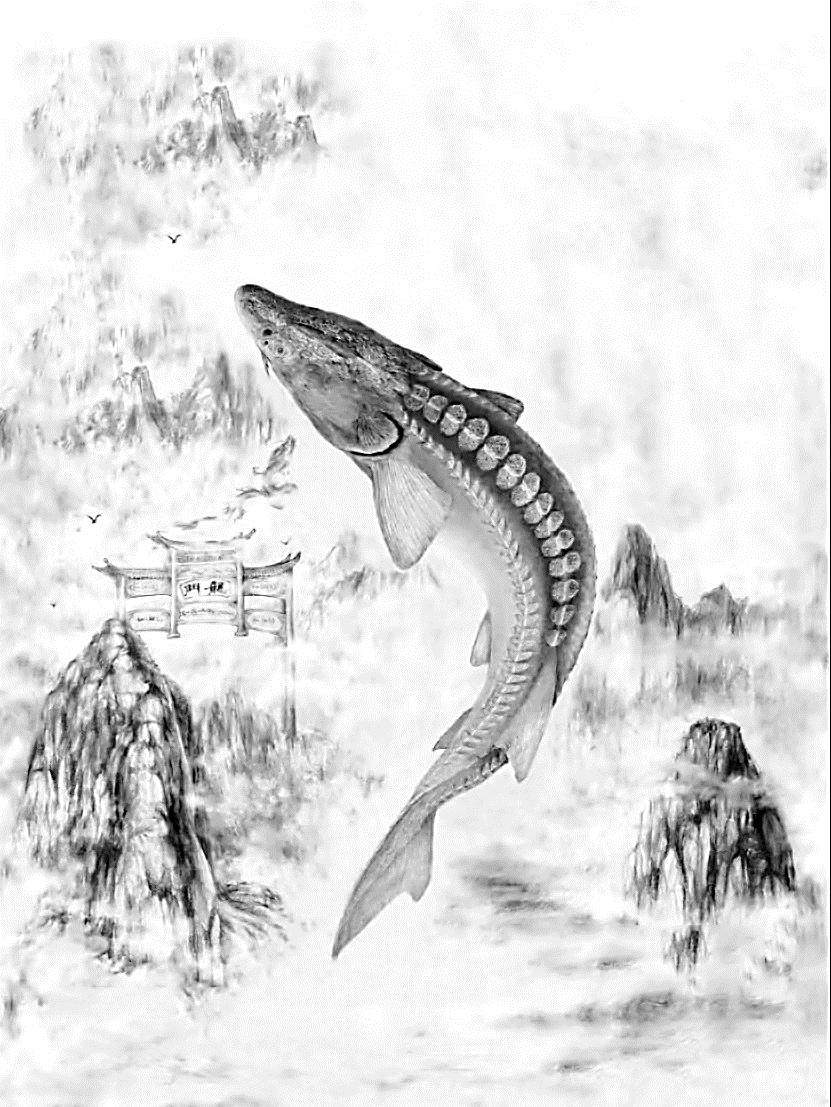 为中华鲟绘就"生命地图"