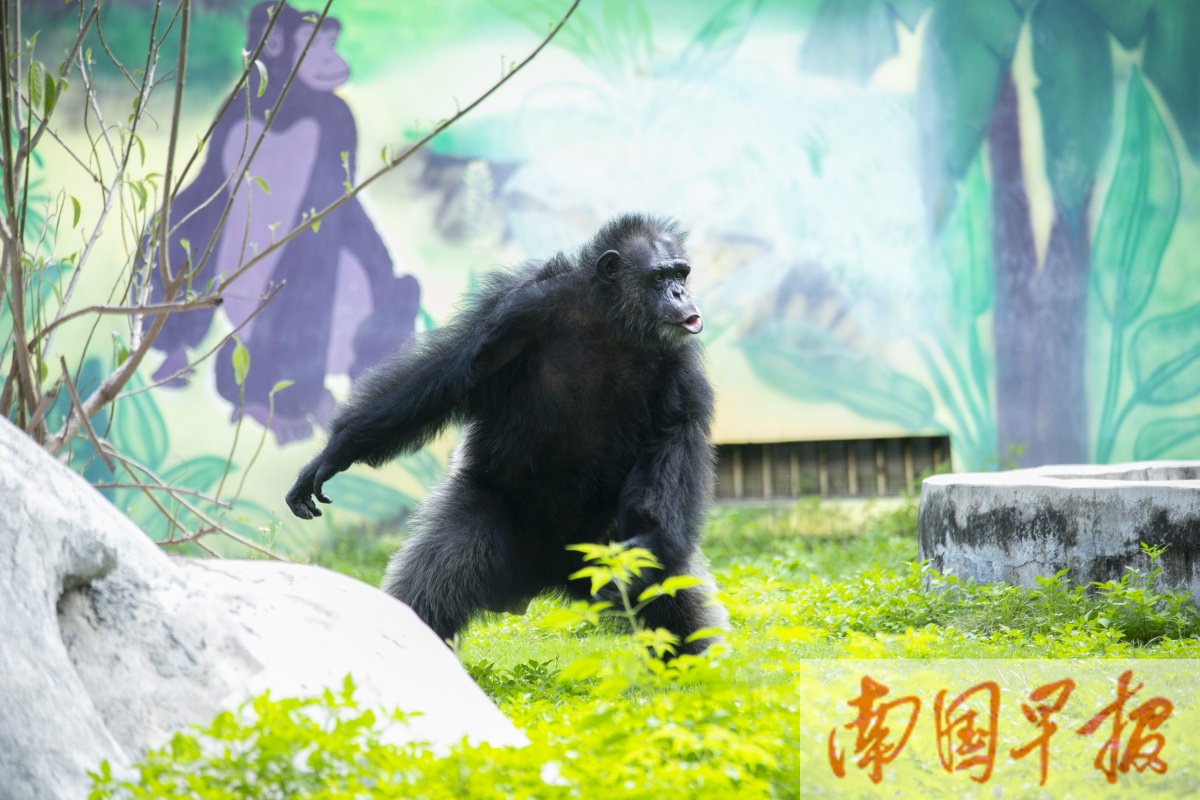 南宁动物园夜幕降临,孩子们还可以跟着老师一起夜观青秀山,寻找夜间