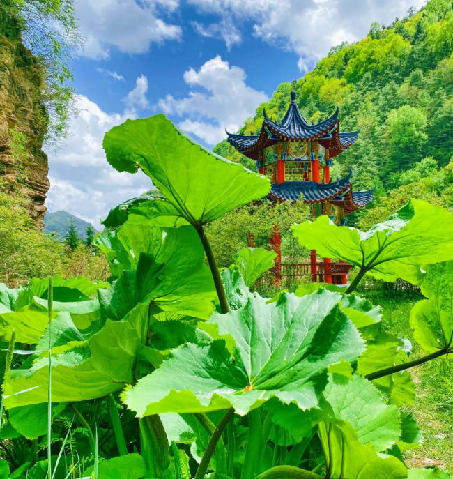 野荷谷景区钜惠兰州,庆阳,平凉,静宁等地市民畅游18℃夏天