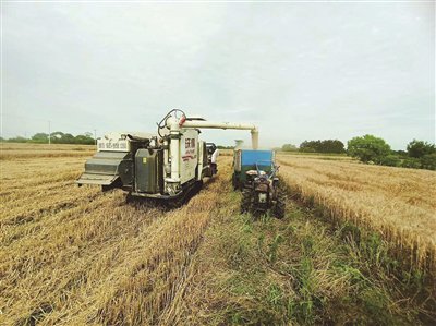 高标准农田 "丰"景如画|宣城市_新浪财经_新浪网