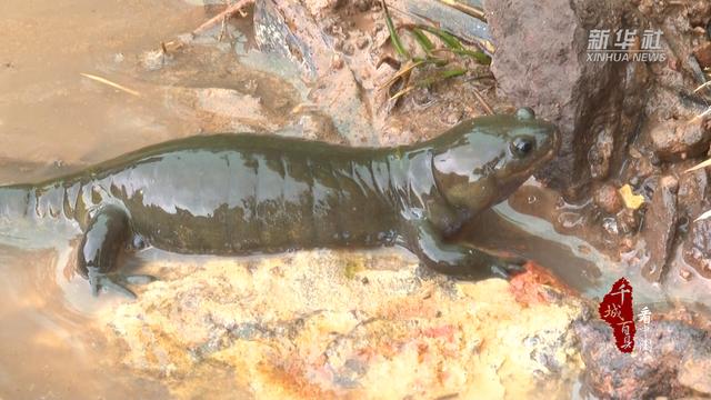 挂榜山小鲵是小鲵科小鲵属的一个特殊种群,它们长约20厘米,浑身光滑