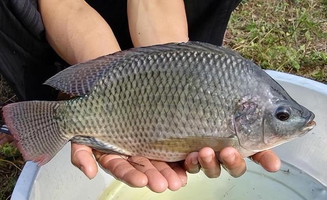 海什么止血新知｜文蛤海鞘竟是抗癌小能手？蓝色“药库”真神奇_https://www.jmylbn.com_新闻资讯_第9张