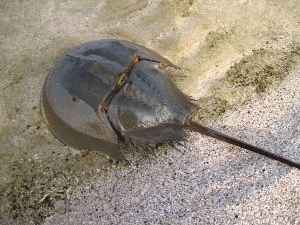 海什么止血新知｜文蛤海鞘竟是抗癌小能手？蓝色“药库”真神奇_https://www.jmylbn.com_新闻资讯_第4张