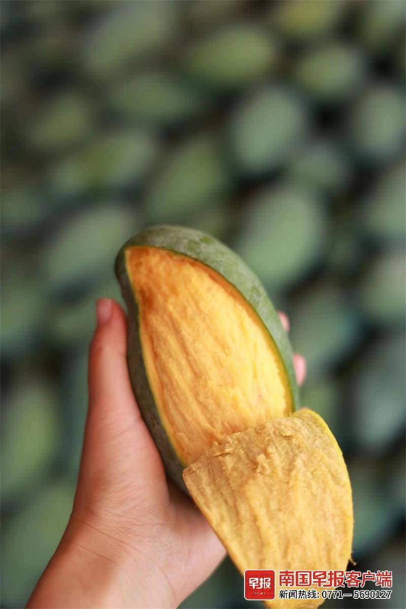 百色芒果季将开启!台农1号芒无胚果15日开采上市