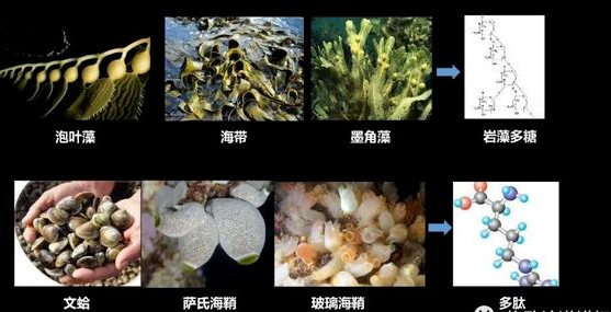 海什么止血新知｜文蛤海鞘竟是抗癌小能手？蓝色“药库”真神奇_https://www.jmylbn.com_新闻资讯_第11张