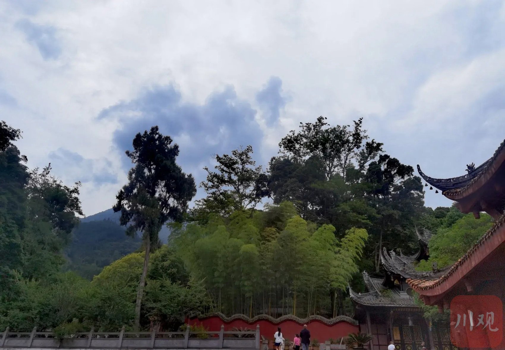 c视觉丨四川雅安:走进荥经最美桢楠林